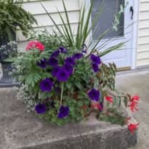 Meet your Posher, Marilyn